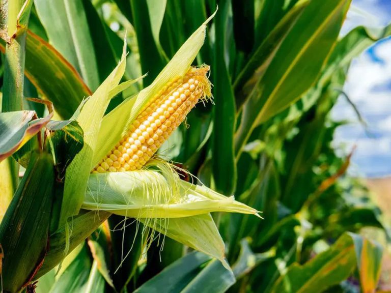 Millers in search of duty free maize imports