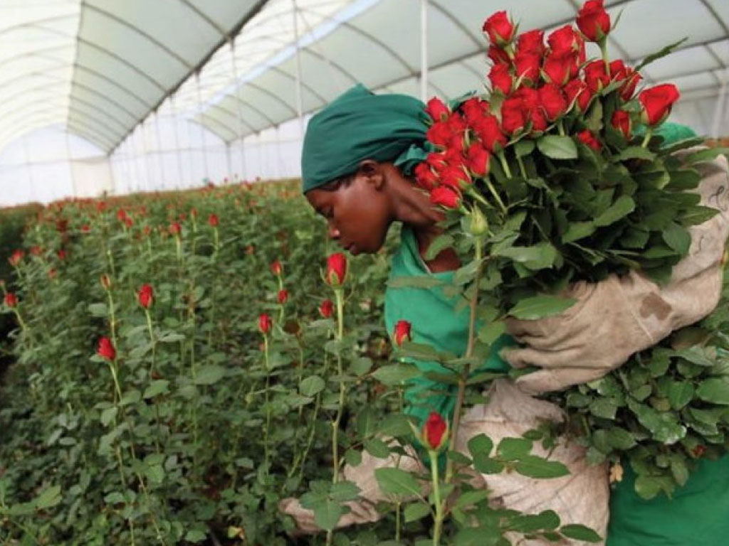Kenya loses 25% of flower market in the EU